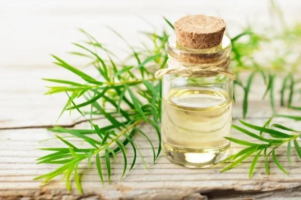 Conheça os múltiplos usos do óleo de Melaleuca, uma solução natural para diversos problemas de saúde e beleza. Dicas práticas e eficazes para o dia a dia.
