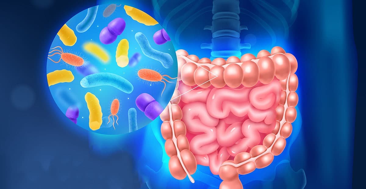 Modulação intestinal: Descubra como uma microbiota saudável pode influenciar a saúde metabólica e prevenir doenças crônicas.