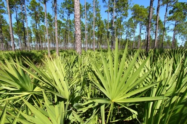 Descubra os benefícios do Saw Palmetto para saúde hormonal e capilar, incluindo como ele pode ajudar na redução da queda de cabelo e no tratamento do hirsutismo.